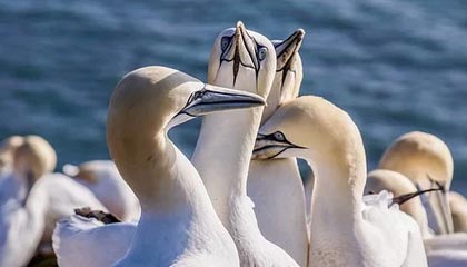 网站被黑有什么影响？为什么网站被黑了？如何防止网站被黑？