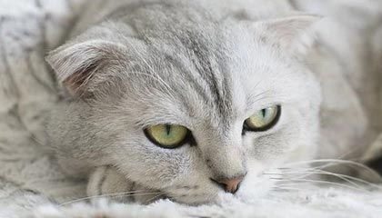 观战台:利物浦战皇马+曼城火拼多特 巴黎拜仁巅峰对决