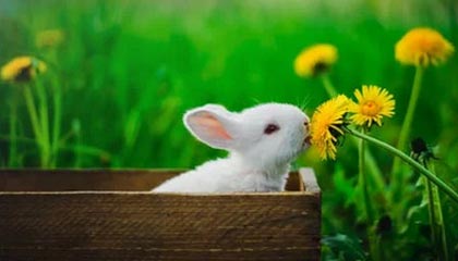 文件扫描软件手机版有哪些选择？