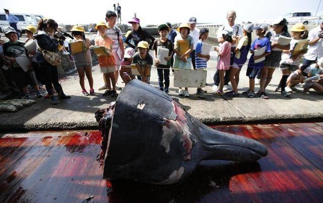 鲸鱼肉好吃吗？日本执意捕杀鲸鱼，真的只是为了吃肉？