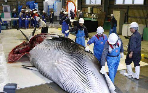 鲸鱼肉好吃吗？日本执意捕杀鲸鱼，真的只是为了吃肉？