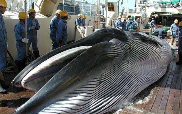 鲸鱼肉好吃吗？日本执意捕杀鲸鱼，真的只是为了吃肉？
