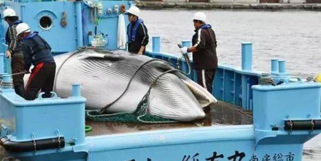 鲸鱼肉好吃吗？日本执意捕杀鲸鱼，真的只是为了吃肉？