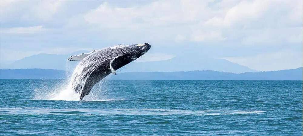 人被鲸鱼吞了下去，还能活吗？被鲸鱼吞下去后，会发生什么呢？