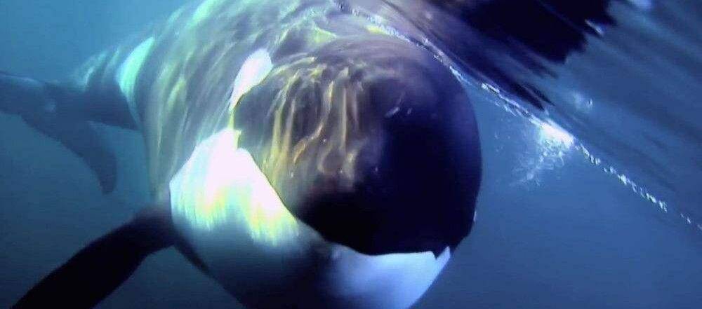 人被鲸鱼吞了下去，还能活吗？被鲸鱼吞下去后，会发生什么呢？