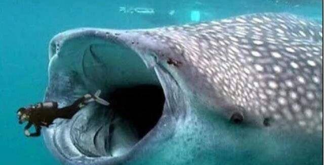 人被鲸鱼吞了下去，还能活吗？被鲸鱼吞下去后，会发生什么呢？