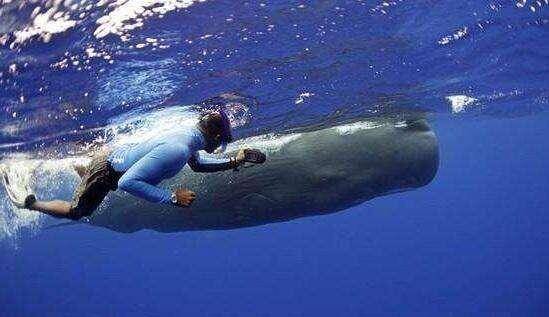 人被鲸鱼吞了下去，还能活吗？被鲸鱼吞下去后，会发生什么呢？