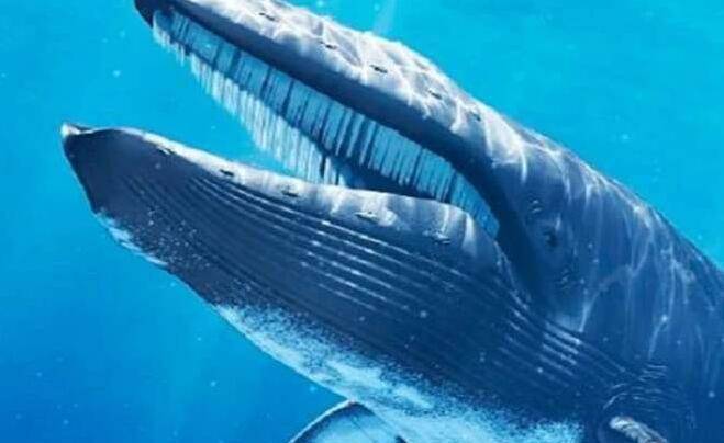 人被鲸鱼吞了下去，还能活吗？被鲸鱼吞下去后，会发生什么呢？