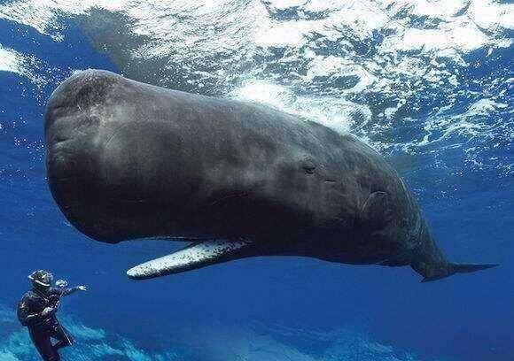 人被鲸鱼吞了下去，还能活吗？被鲸鱼吞下去后，会发生什么呢？