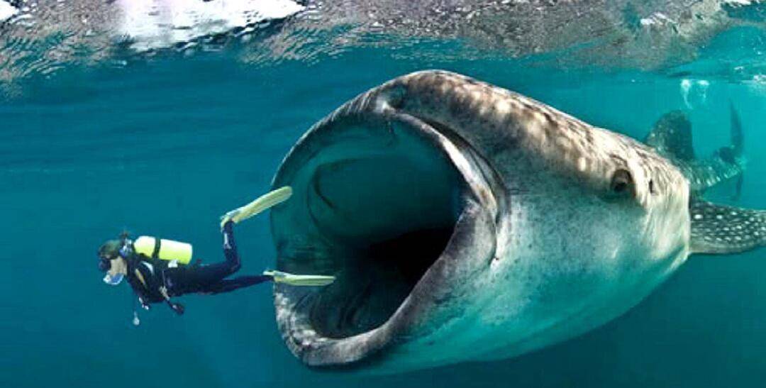 人被鲸鱼吞了下去，还能活吗？被鲸鱼吞下去后，会发生什么呢？