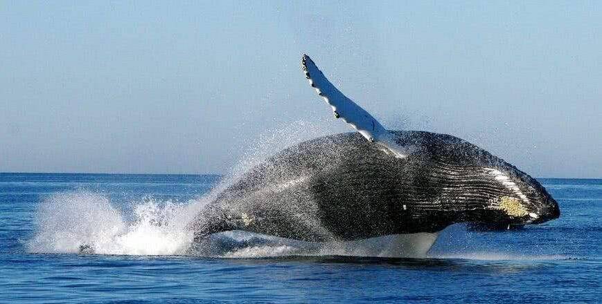 人被鲸鱼吞了下去，还能活吗？被鲸鱼吞下去后，会发生什么呢？