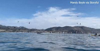 假如被鲸鱼吞下，携带一把锋利的刀，可以顺利从鲸鱼体内逃出吗？