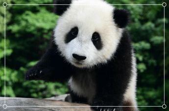 成为世界自然基金会Logo、有专门的金币系列，大熊猫的上位史