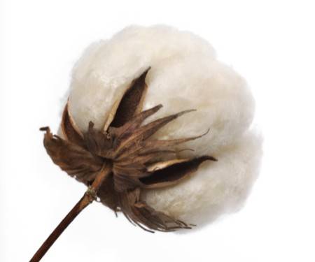 棉花期货如何计算保证金？开仓一手多少钱？