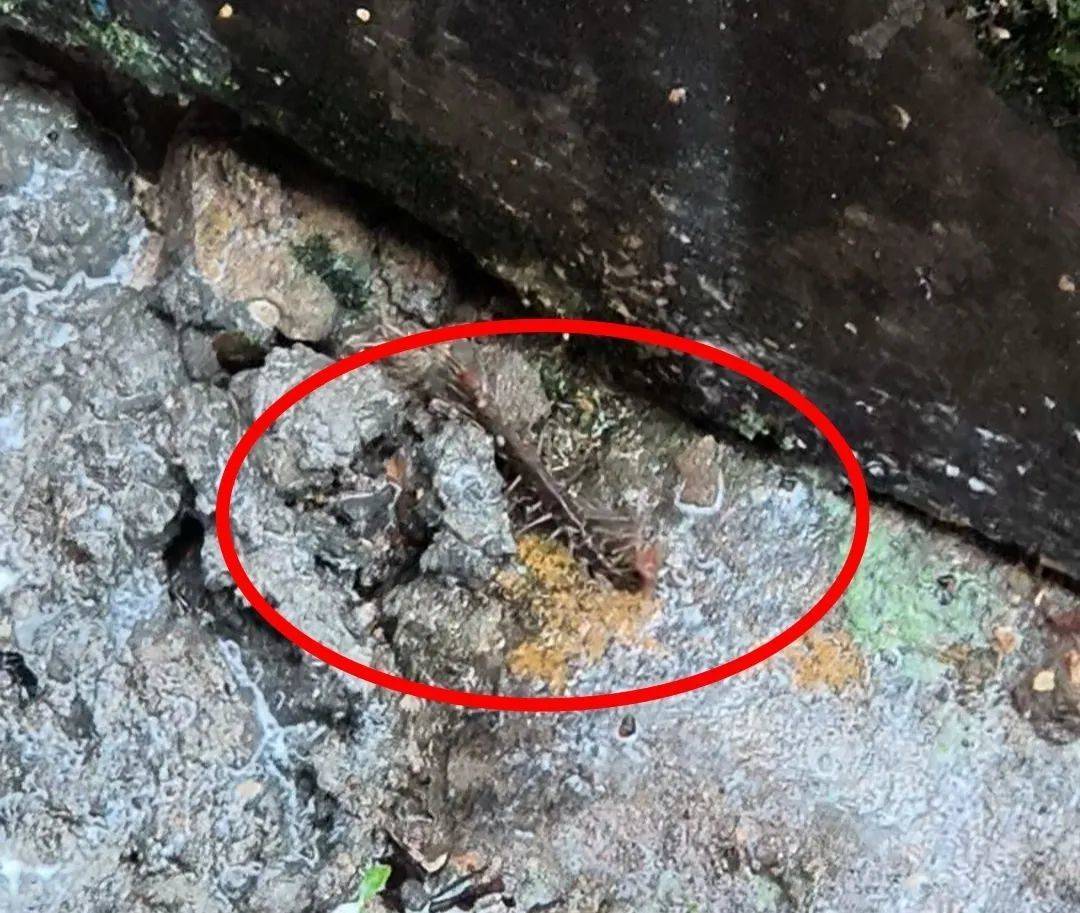 “一阵钻心的痛”，佛山九旬阿伯午休时大拇指被蜈蚣咬伤：不是第一次了