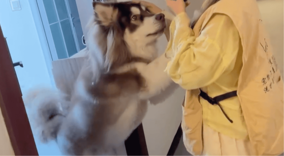 女子上门代喂被100多斤阿拉斯加犬咬伤毁容,牙槽骨和牙齿都被撕咬脱落,狗主人却称→