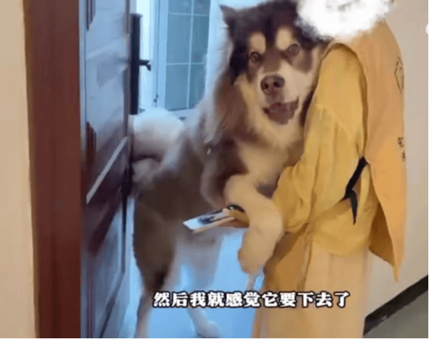 女子上门代喂被100多斤阿拉斯加犬咬伤毁容,牙槽骨和牙齿都被撕咬脱落,狗主人却称→