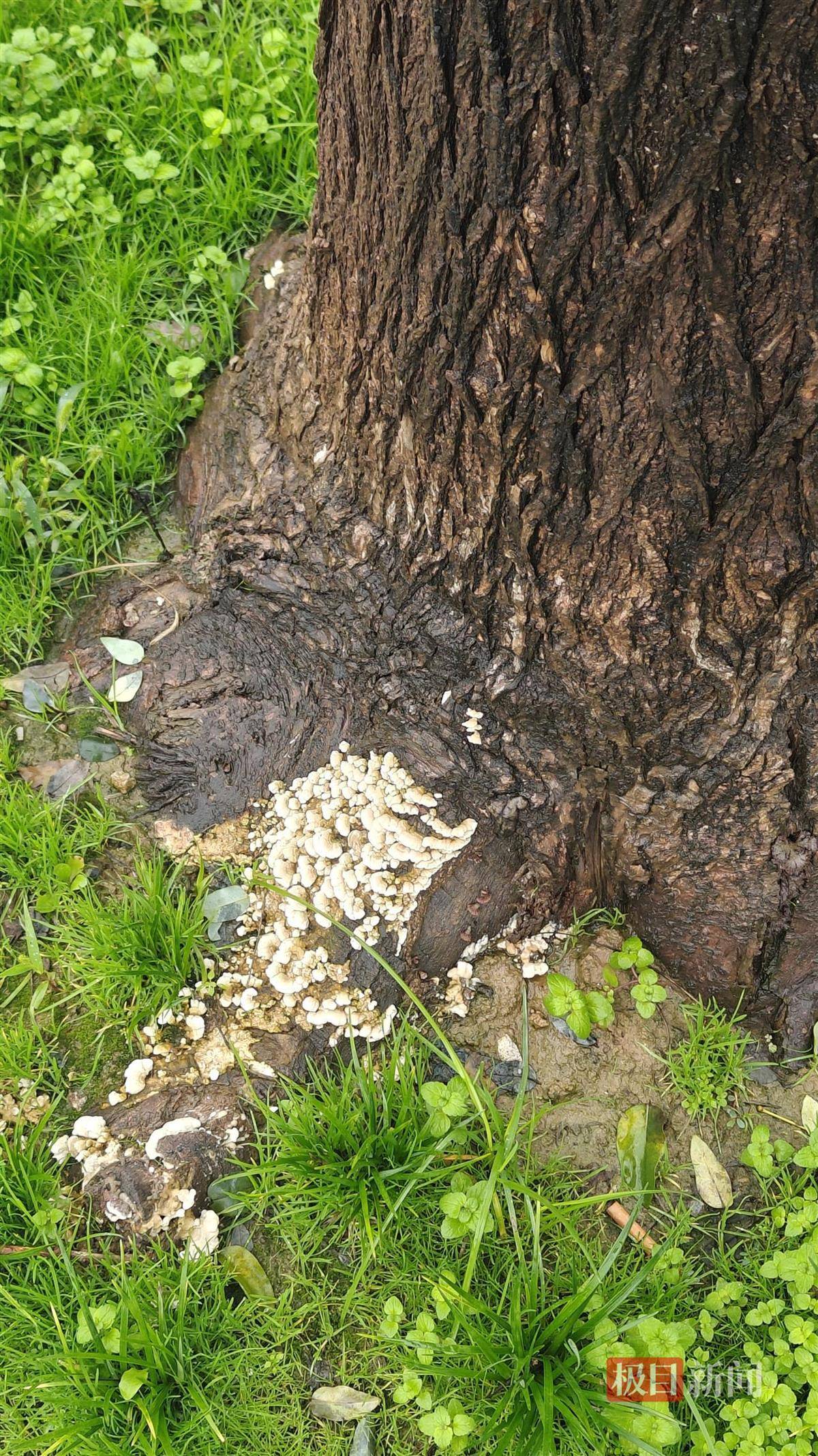 西安连续一个多月降雨遍地长蘑菇,大雁塔受潮,城墙布满青苔,气象局解释成因