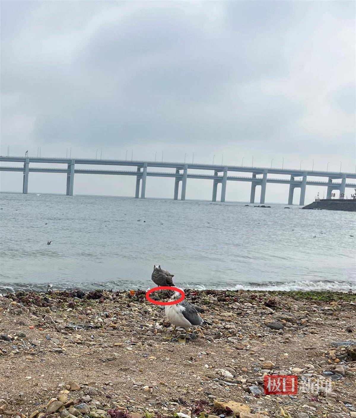 女子游大连接连看到两只海鸥被竹签穿身,呼吁游客不要用竹签插食投喂,当地回应