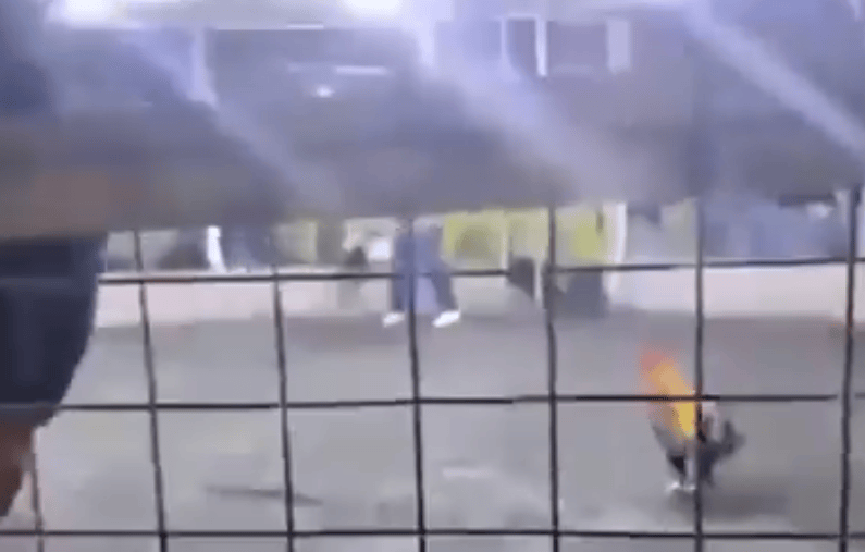 男子遭自家斗鸡攻击大出血死亡,鸡脚上绑有锋利刀片,当地赛事奖金高达21万