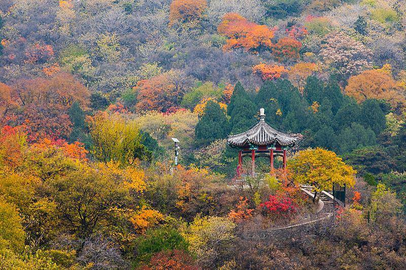霜降已到,全国红叶上线中!这些“出片宝地”藏不住了