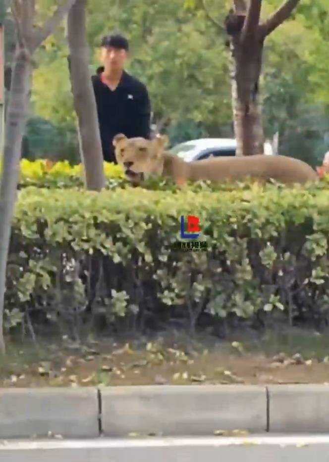 安徽砀山县一狮子在绿化带狂奔，有人拿铁锹追赶，林业部门：已捕获，将送往动物园安置