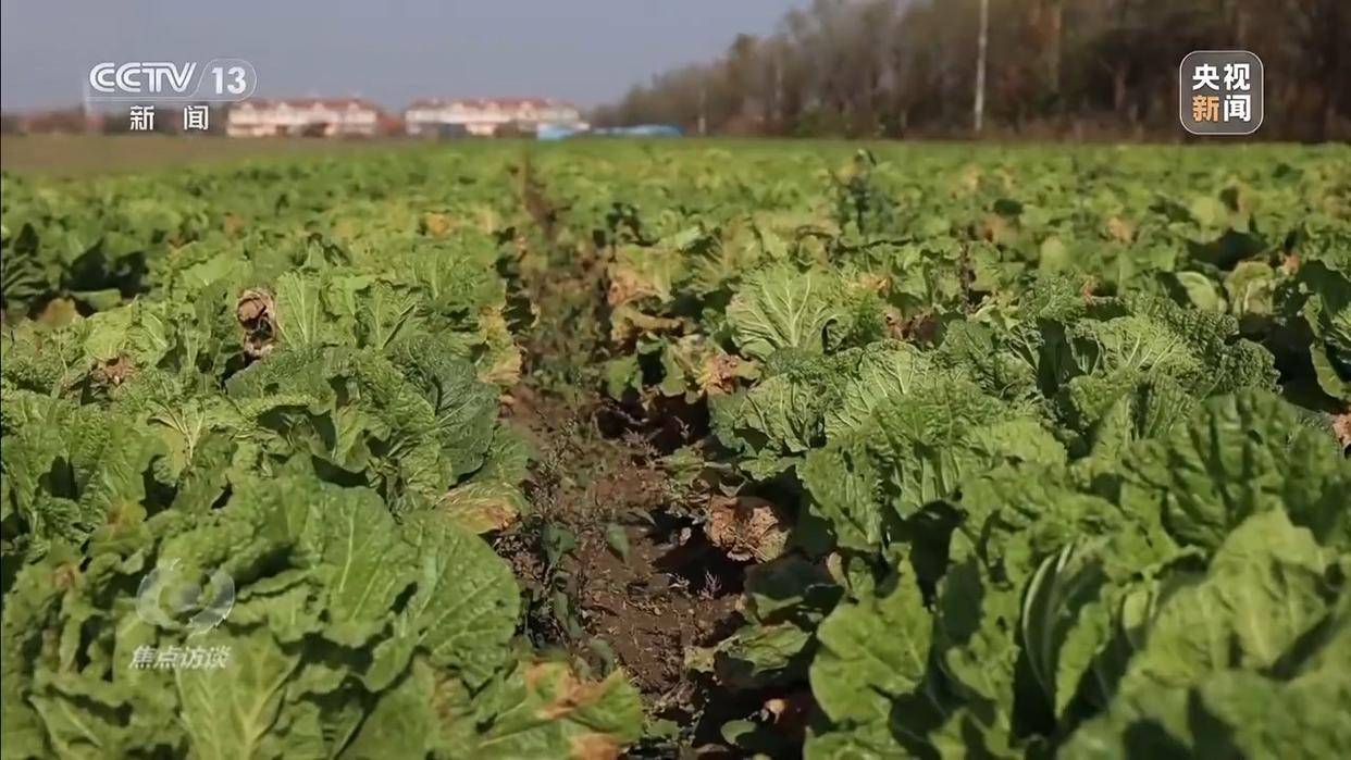 单棵售价超百元，起底“套牌白菜”背后的销售套路
