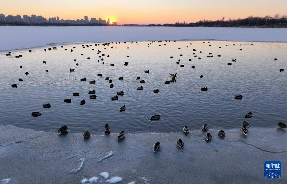 哈尔滨：绿头鸭群戏“寒江雪”