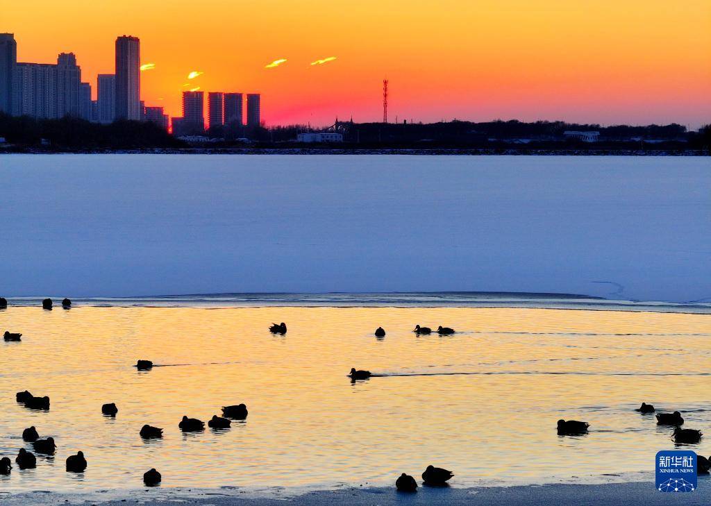 哈尔滨：绿头鸭群戏“寒江雪”