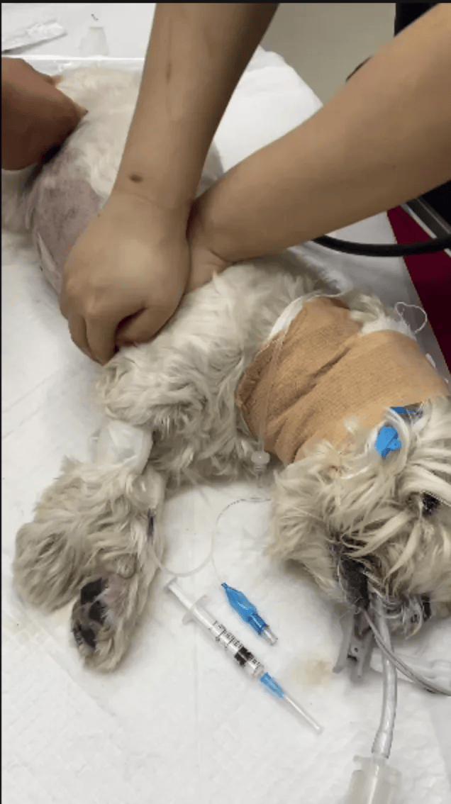 在小区投毒致9条狗死亡,男子获刑4年!