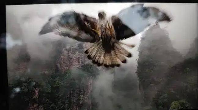 土耳其老鹰空中抓走无人机，带上山顶“玩自拍”